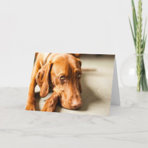 Karte mit Motiv "Ungarischer Vizsla"