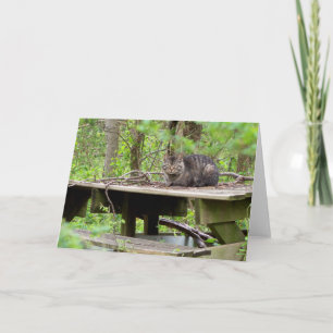 Karte mit wilden Katzen im Wald