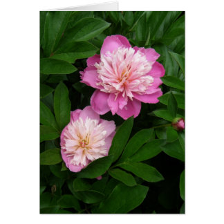 Karte - Paar von zweifarbigen rosafarbenen Peonies
