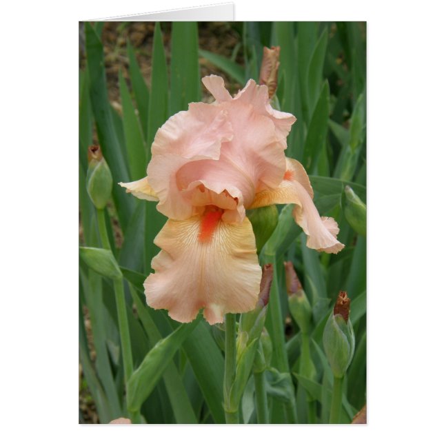 Karte - Peach Iris (Vorne)