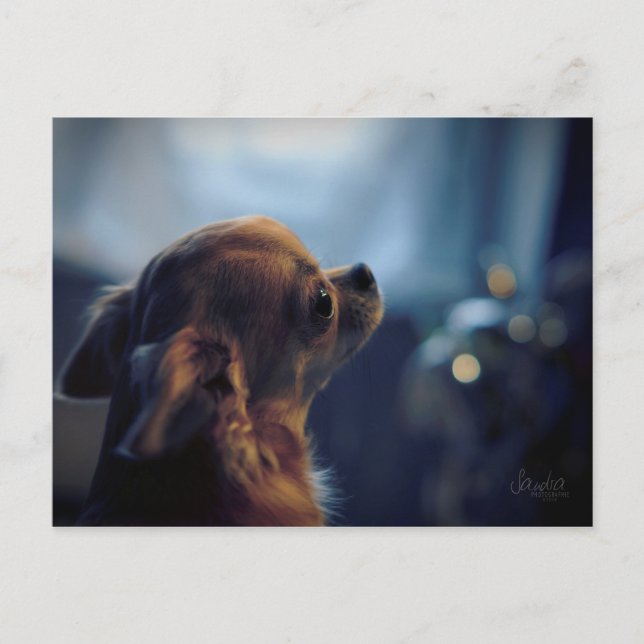 Karte postale, chien chihuahua (Vorderseite)