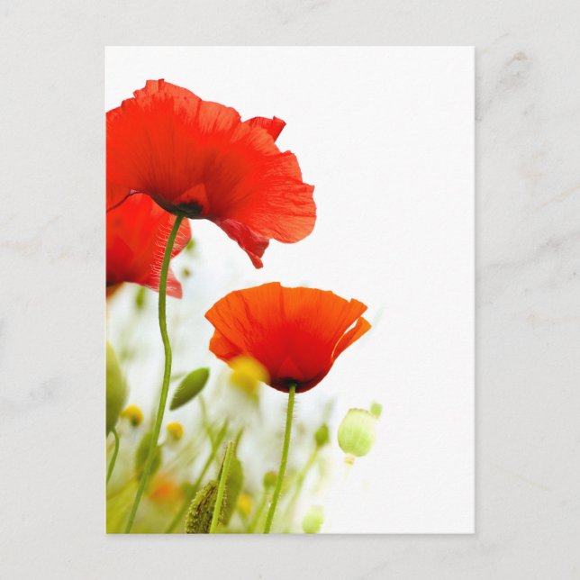 Karte postale - flurs de coquelicots fing blanc (Vorderseite)