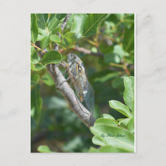 Karte postale Zigarre