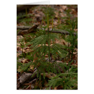 Karte Prinzessin-Kiefer