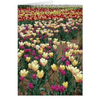 Karte - Reihen der farbigen Tulpen
