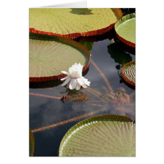 Karte - Riesenlilypads & Weißwasserlilie