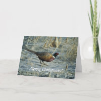 Karte/Ring-necked Fasan/frohe Weihnachten!