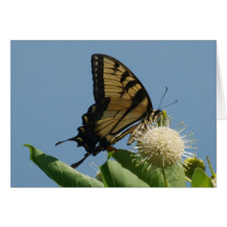 Karte - Tiger auf Buttonbush