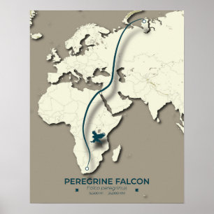 Karte zur Migration von Peregrine Falcon - Minimal Poster