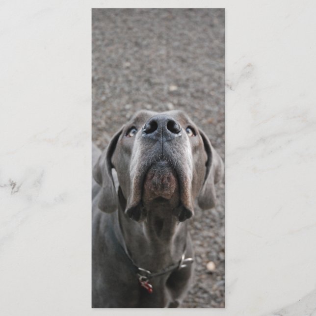 Karten für die große Dane Nose Menue (Vorderseite)