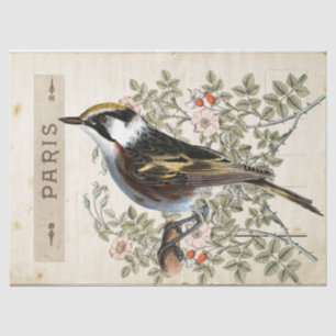 Karten-Postvogel-Set 2 von 4 (Paris Rose Bird) Seidenpapier