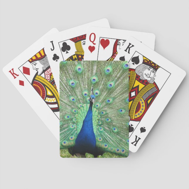 Karten spielen - Pfau Spielkarten (Rückseite)