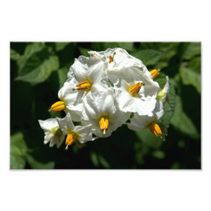 KartoffelBlume drucken Fotodruck