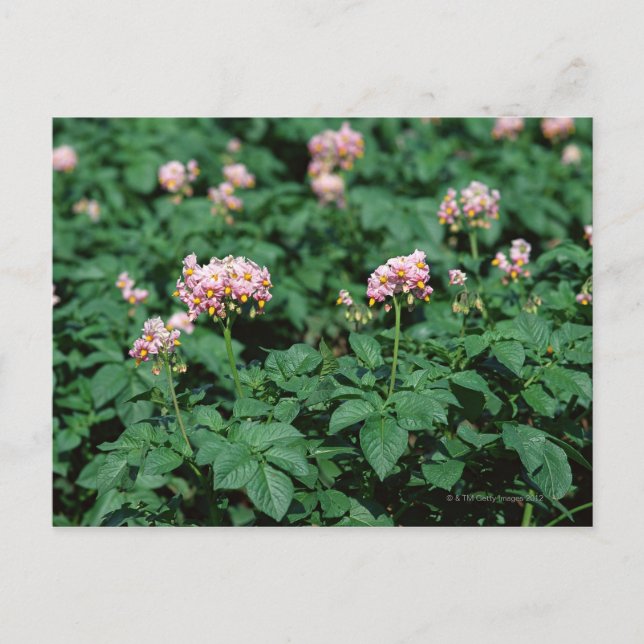 Kartoffelfeld Postkarte (Vorderseite)