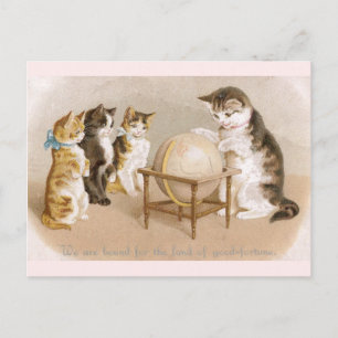 Kartografin Katze und drei Kätzchen Postkarte