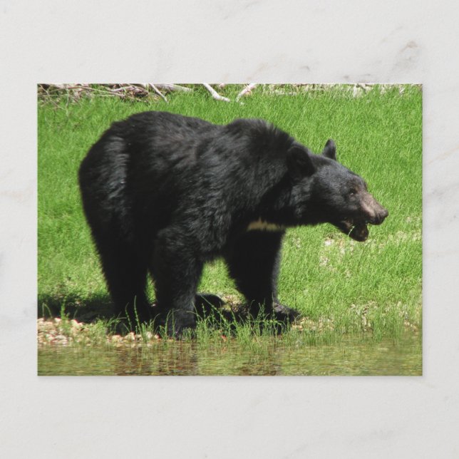 Kasha Bear 1 Postkarte (Vorderseite)