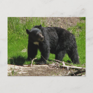 Kasha Bear 2 Postkarte