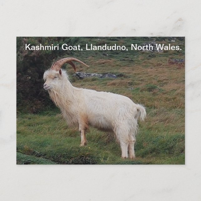Kashmiri Goat, Llandudno, North Wales. Postkarte (Vorderseite)