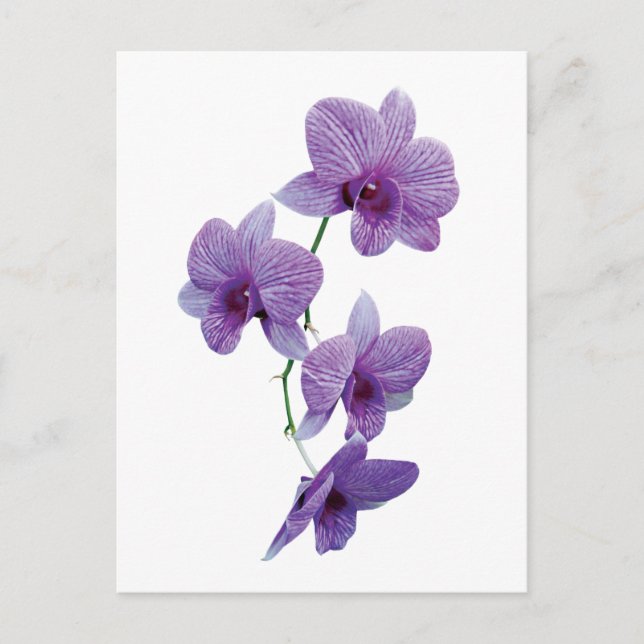 Kaskade Lila Orchideen Postkarte (Vorderseite)