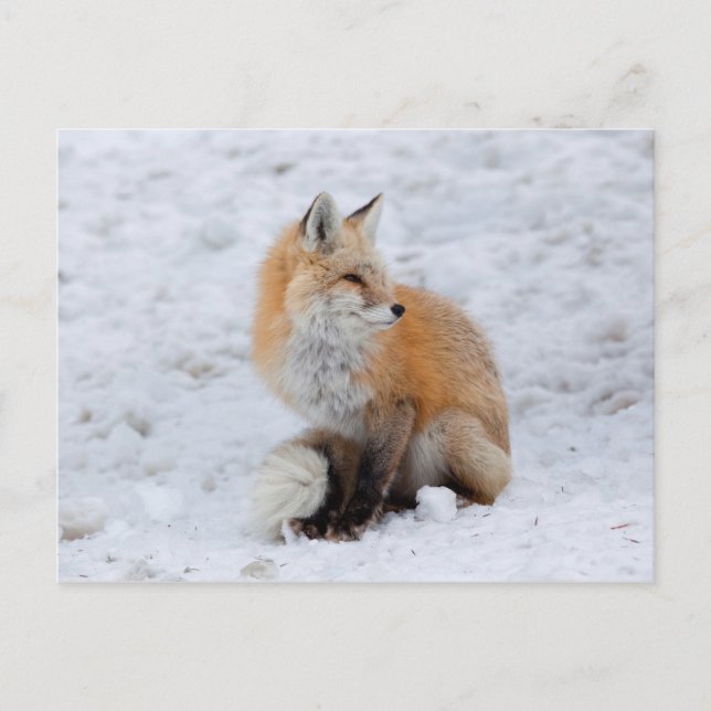 Kaskadierter Fox im Schnee Feiertagspostkarte (Vorderseite)