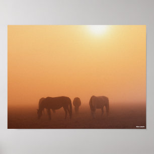 Kaspische Ponys grasen bei neugierigem Sonnenaufga Poster