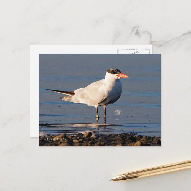 Kaspischer Tern Seabird am Strand Postkarte (Vorderseite/Rückseite Beispiel)