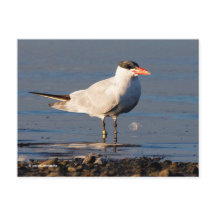 Kaspischer Tern Seabird am Strand