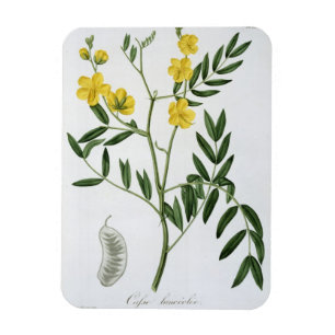 Kassie von "Phytographie Medicale" durch Joseph Magnet