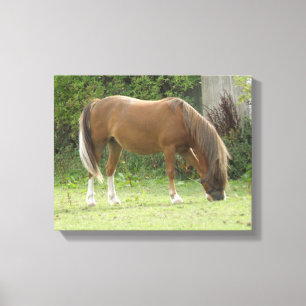 Kastanie Brown Horse Grazing Canvas Print Leinwanddruck
