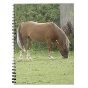 Kastanie Brown Horse Grazing Notebook Notizblock