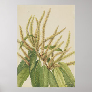 Kastanie (Castanea dentata) Poster