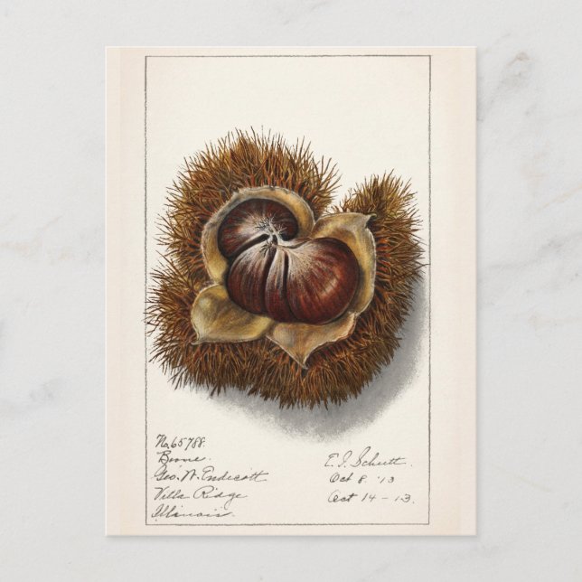 Kastanie (Castanea) Frucht Aquarellmalerei Postkarte (Vorderseite)