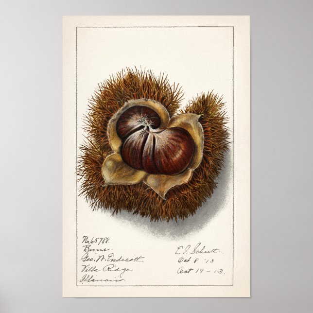 Kastanie (Castanea) Fruchtfarben Poster (Vorne)
