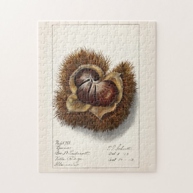 Kastanie (Castanea) Fruchtfarben Puzzle (Vertikal)