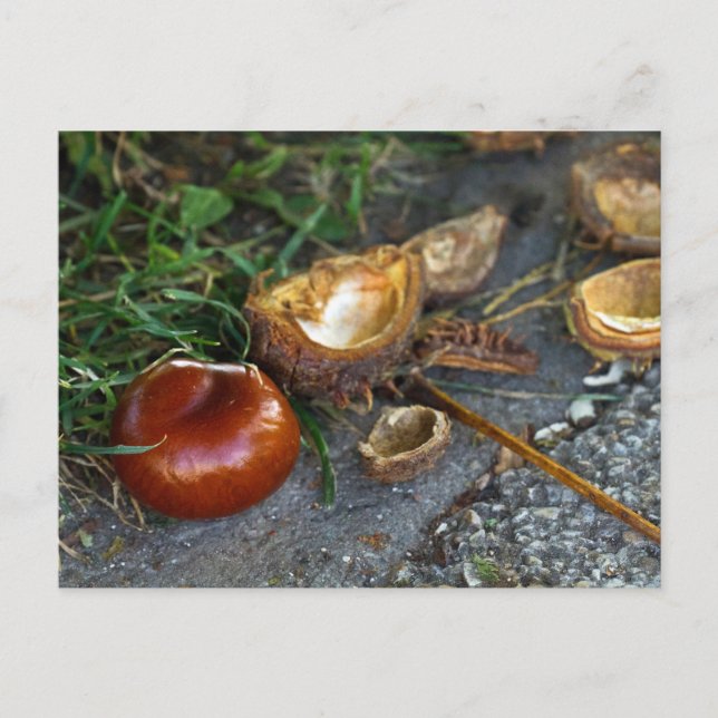Kastanie (Conker): Herbst ist hier Postkarte (Vorderseite)