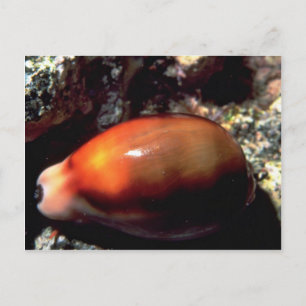 Kastanie (Cypraea spadicea) Muschel Postkarte