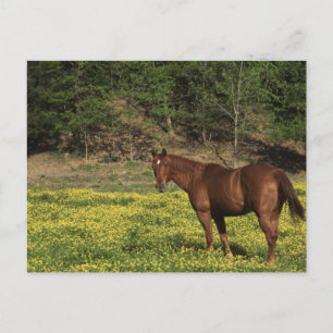 Kastanie in gelben Blumen Postkarte