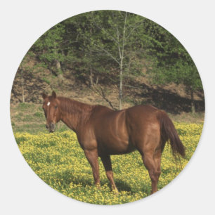 Kastanie in gelben Blumen Runder Aufkleber