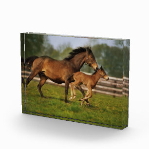 Kastanie-Mare & Foal Fotoblock