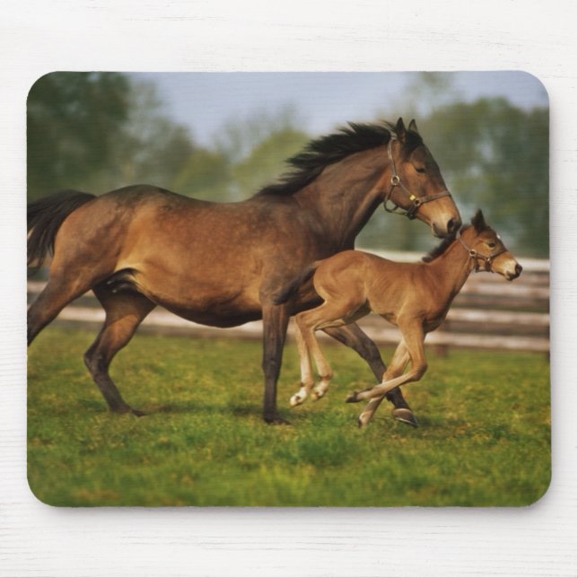 Kastanie-Mare & Foal Mousepad (Vorne)