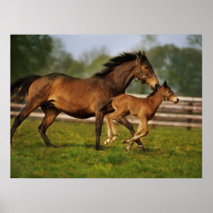 Kastanie-Mare & Foal Poster