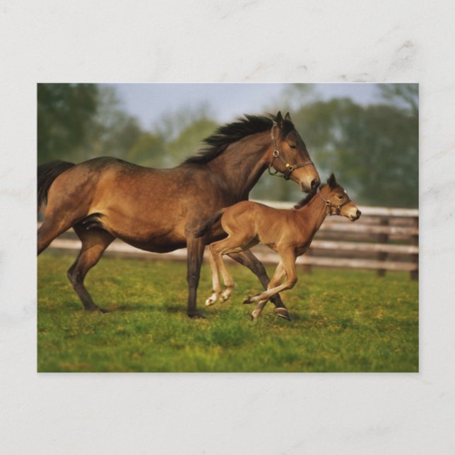 Kastanie-Mare & Foal Postkarte (Vorderseite)