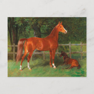 Kastanie mit Foal auf der Wiese   Hans Haag Postkarte