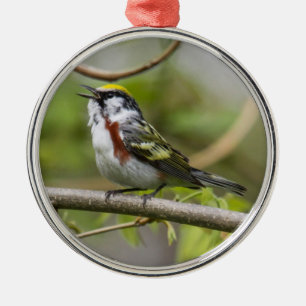 Kastanie-mit Seiten versehener Trällerer Silbernes Ornament
