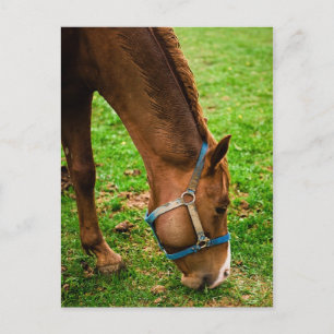 Kastanie nach Bath Postkarte