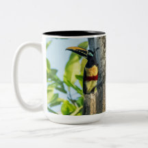 Kastanie-ohrige Aracari große Tasse