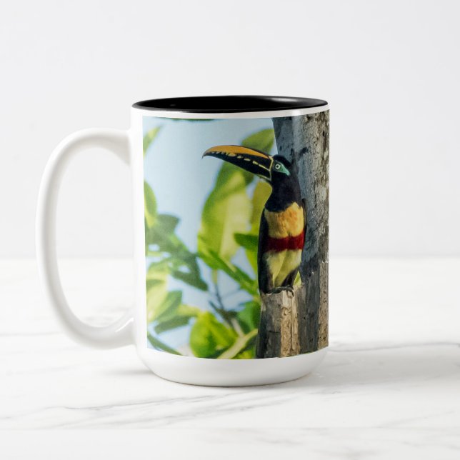 Kastanie-ohrige Aracari große Tasse (Links)