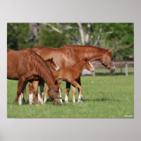 Kastanie Quarter Horse Mares and Foals