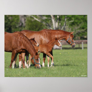 Kastanie Quarter Horse Mares and Foals Poster