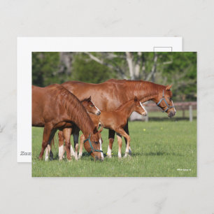 Kastanie Quarter Horse Mares and Foals Postkarte
